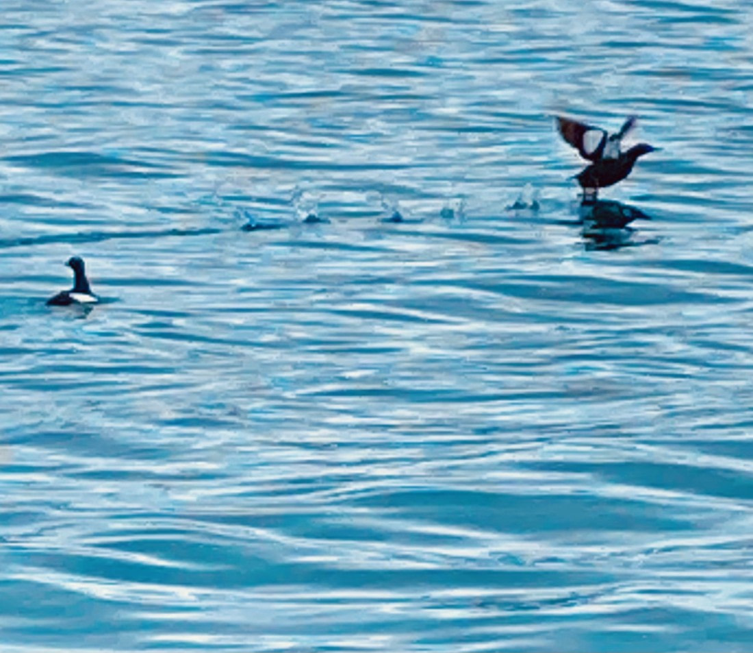 Black Guillemots in the Magdalena Fjord