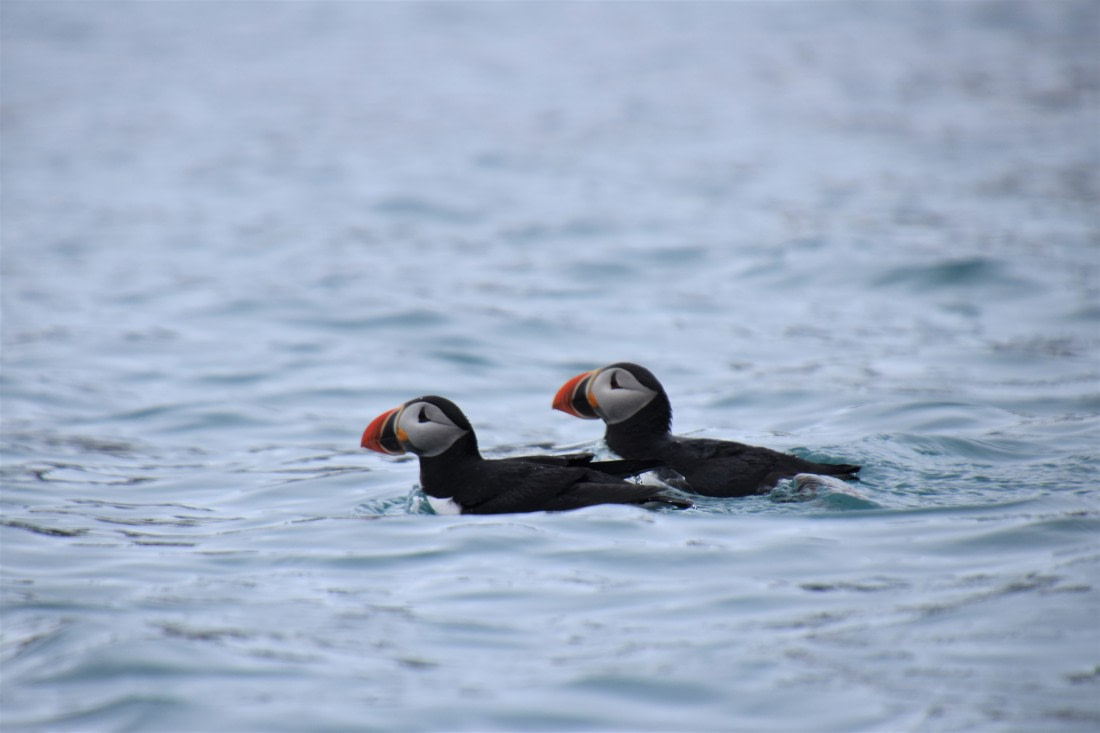 the tiny puffins