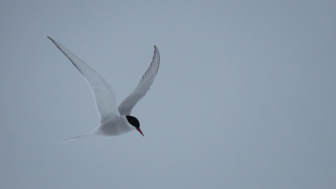 Volando contra el viento