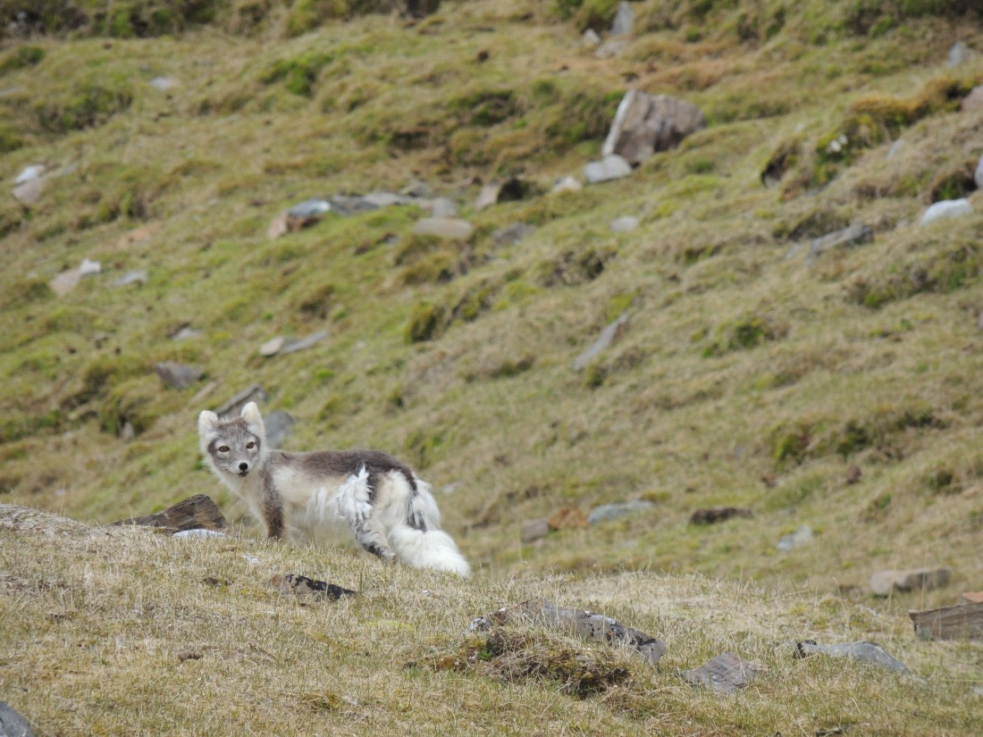 Arctic Fox