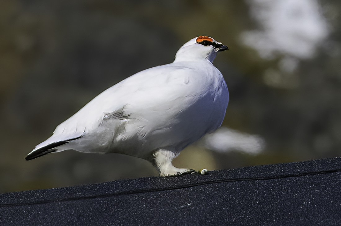 Alpensneeuwhoen