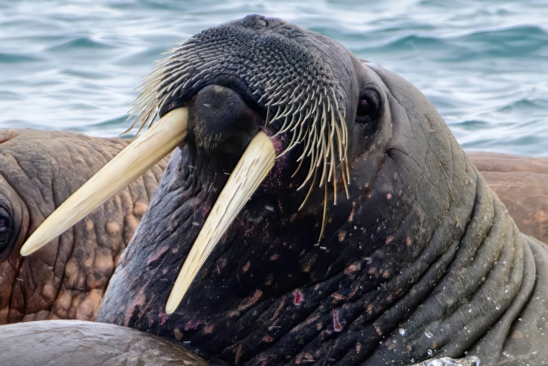 Walrus