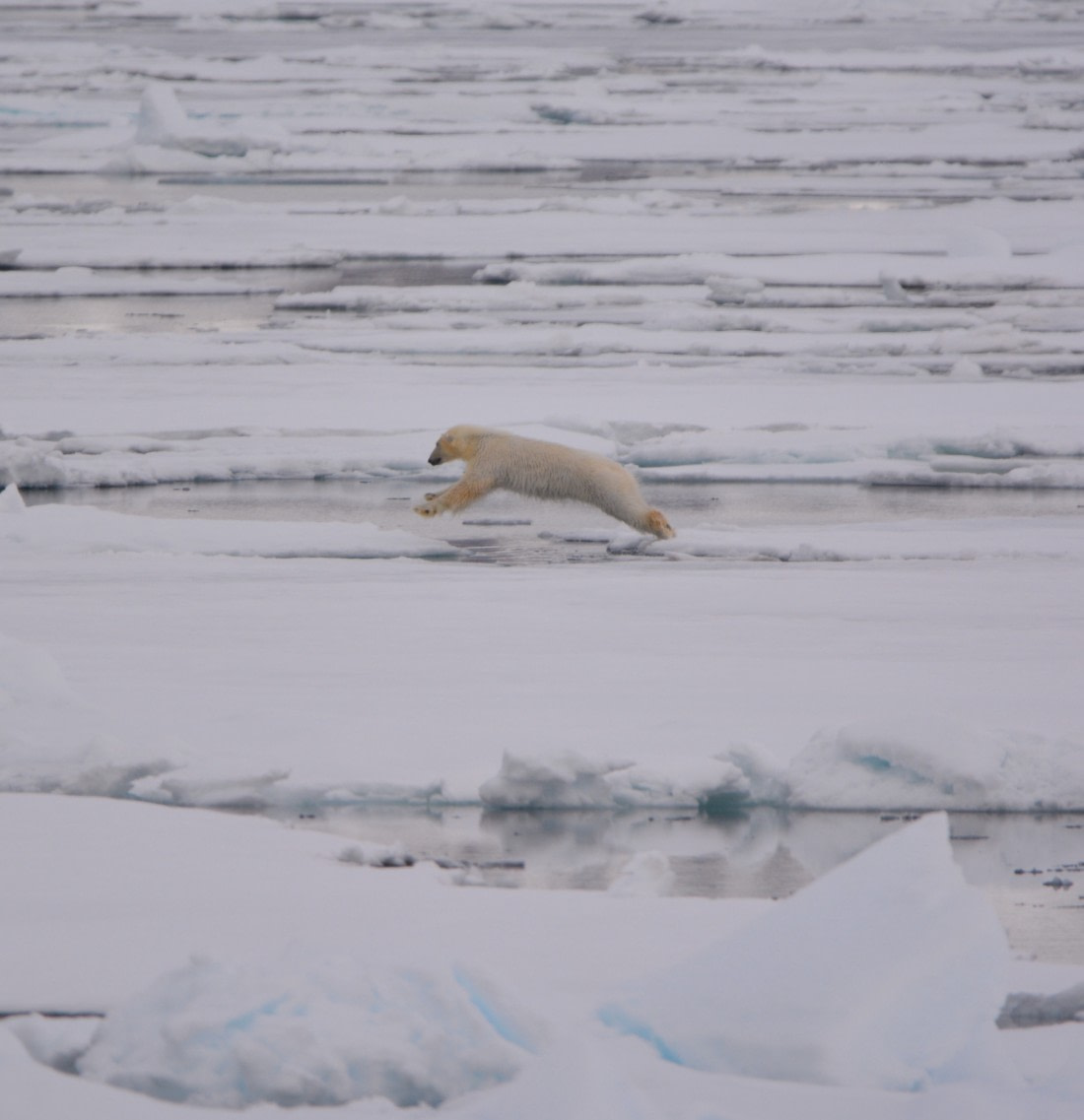 Jumping polarbear