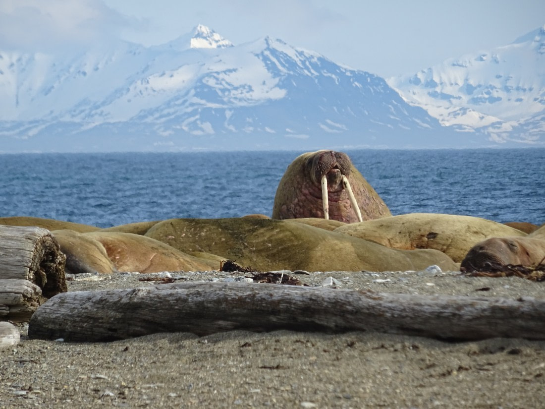 Walrus