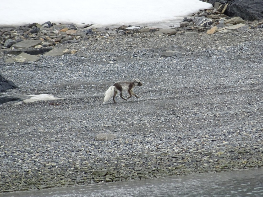 Arctic fox
