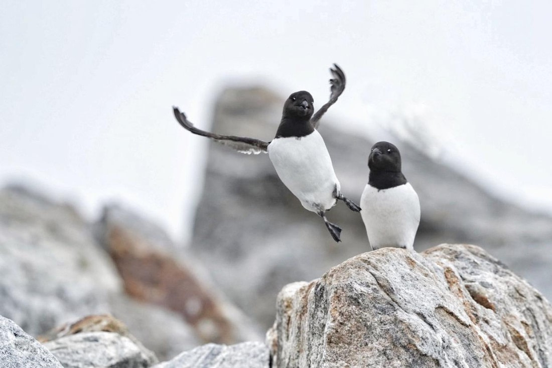 Happy little auk