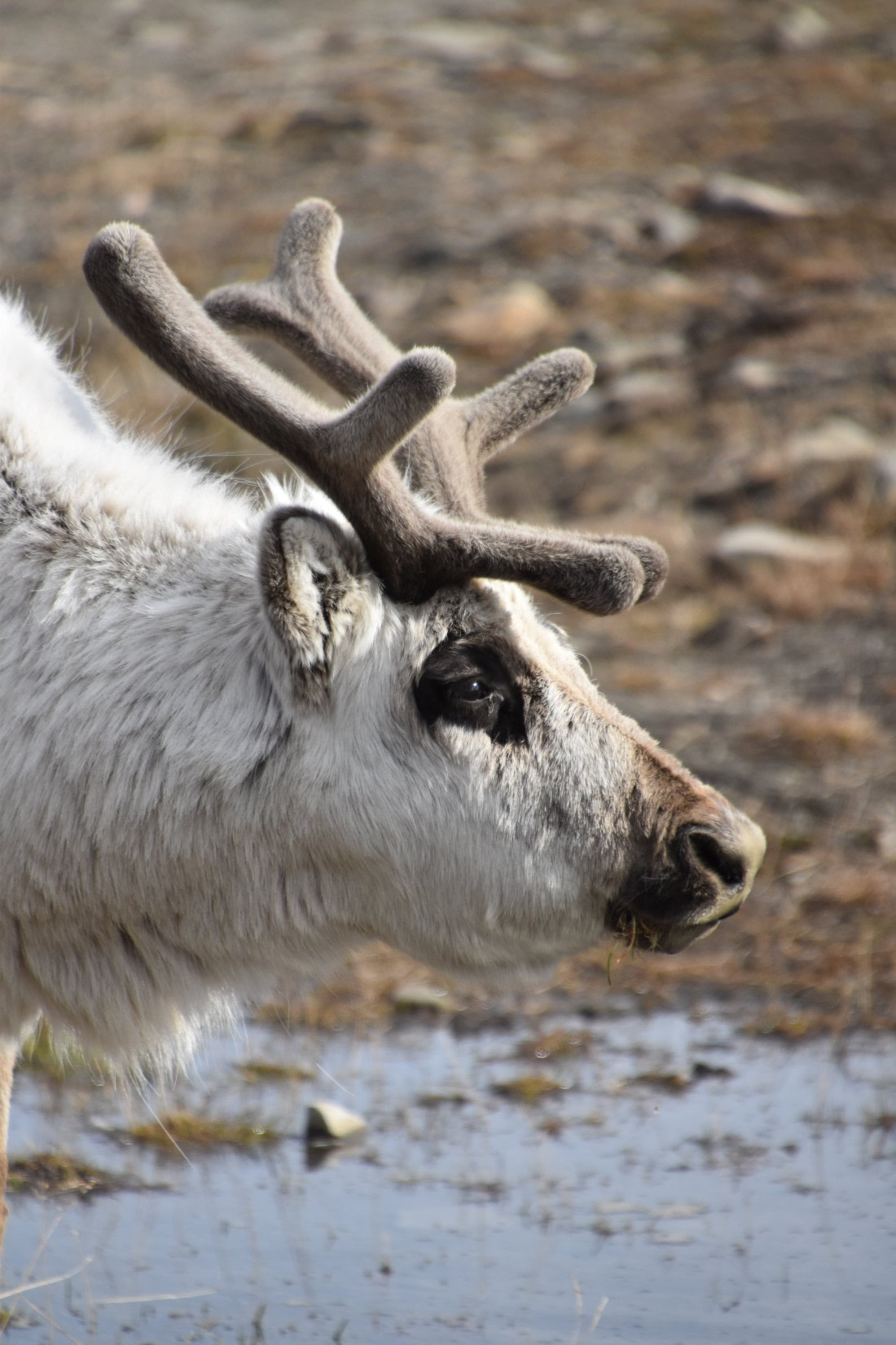 Rudolf, is that you?