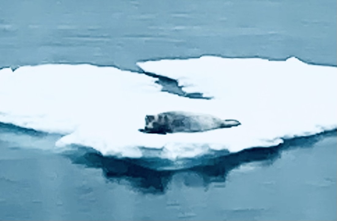 A Bearded Seal Relaxing on an Ice Floe
