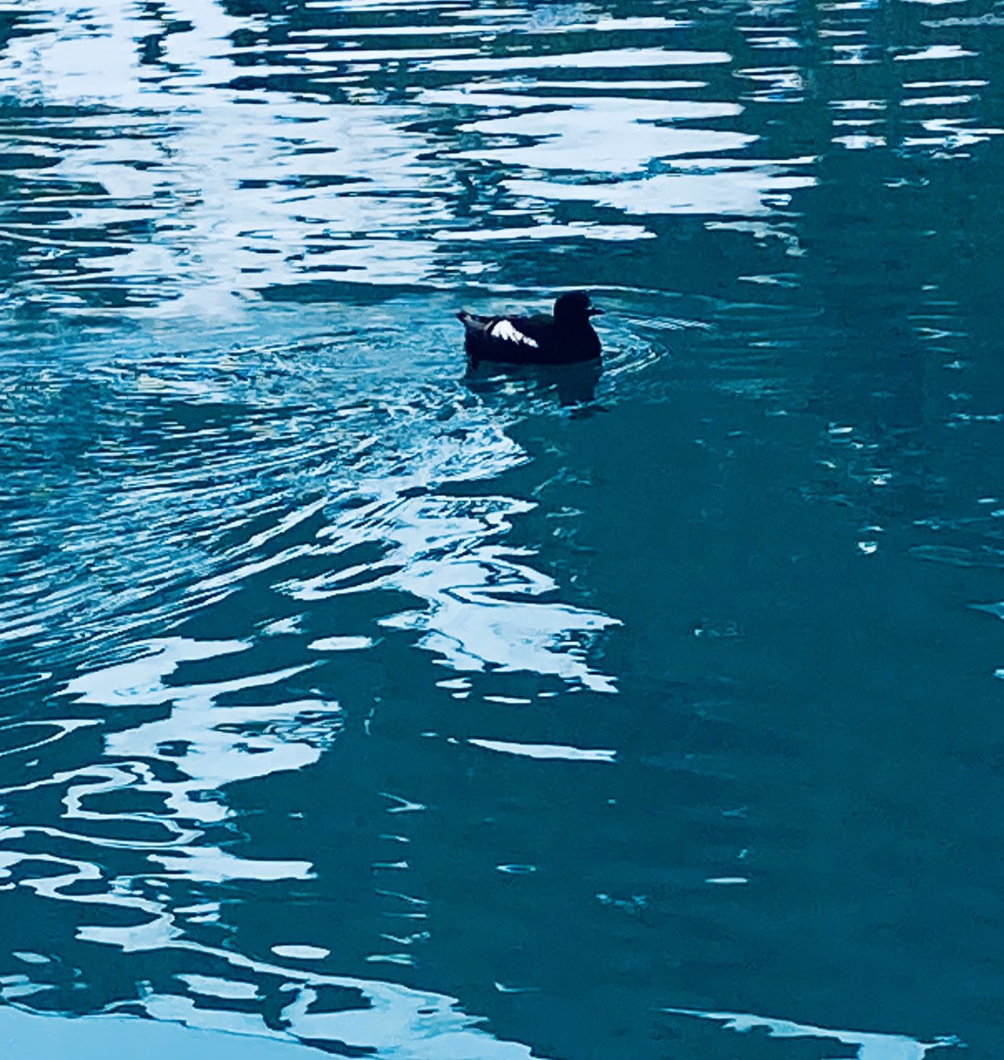 Black Guillemot Peacefully Floating by our Zodiac