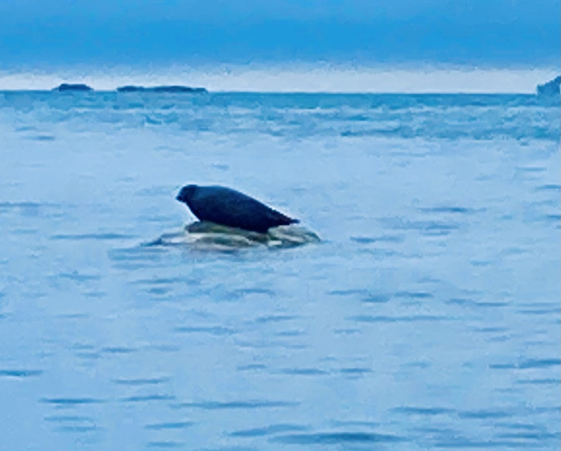 Plump Harbor Seal poised on a Rock