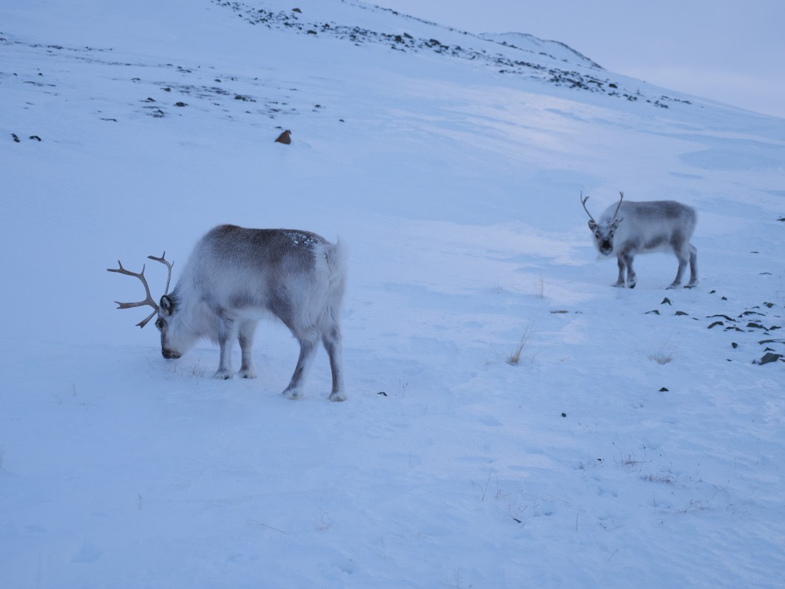 Fluffy friends from the north
