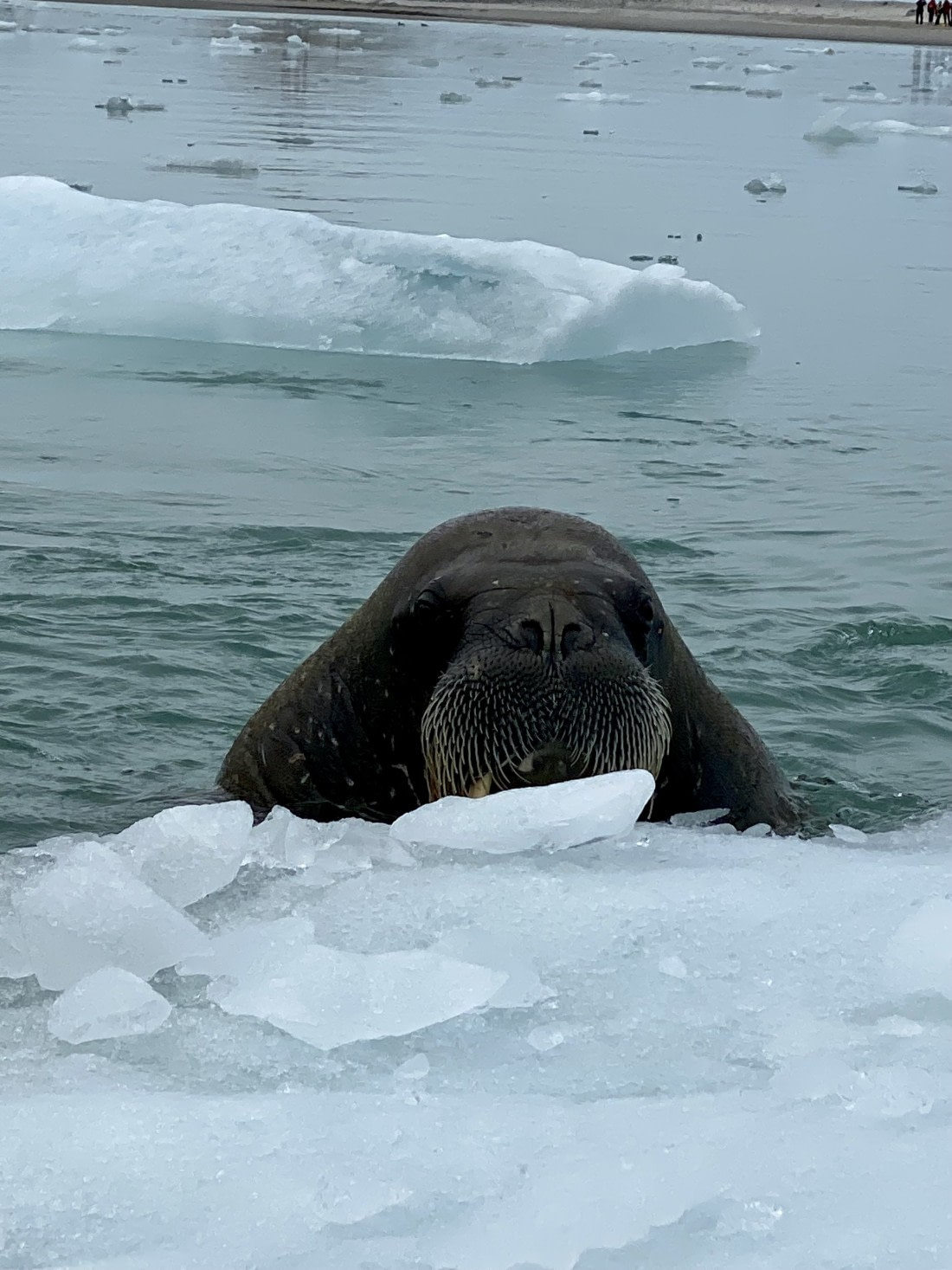 Shy but curious walrus