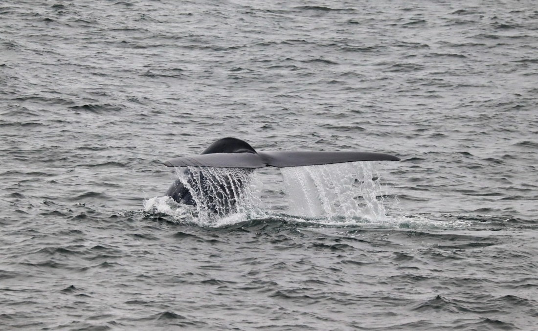 blue whale