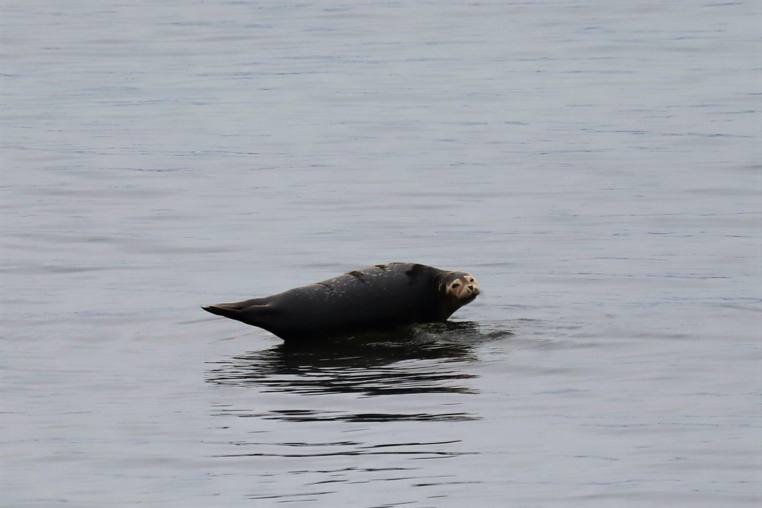 harbour seal