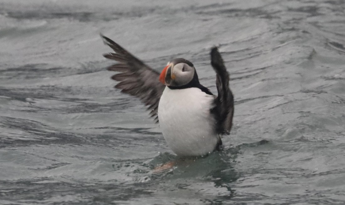 Huffin’ and Puffin