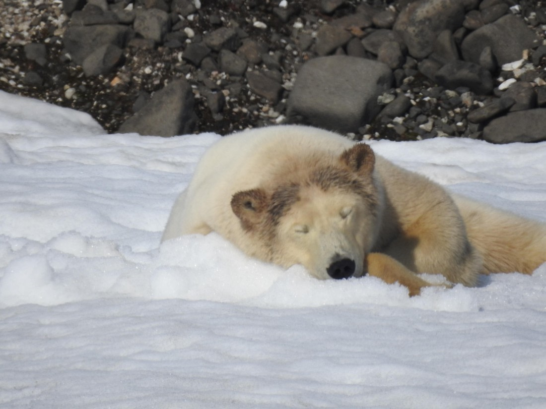 polar bear