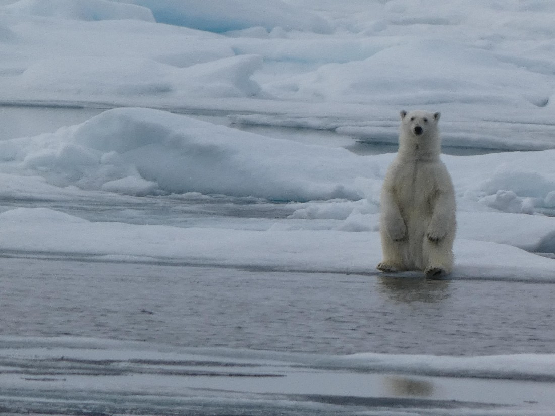 Standing bear on the ice