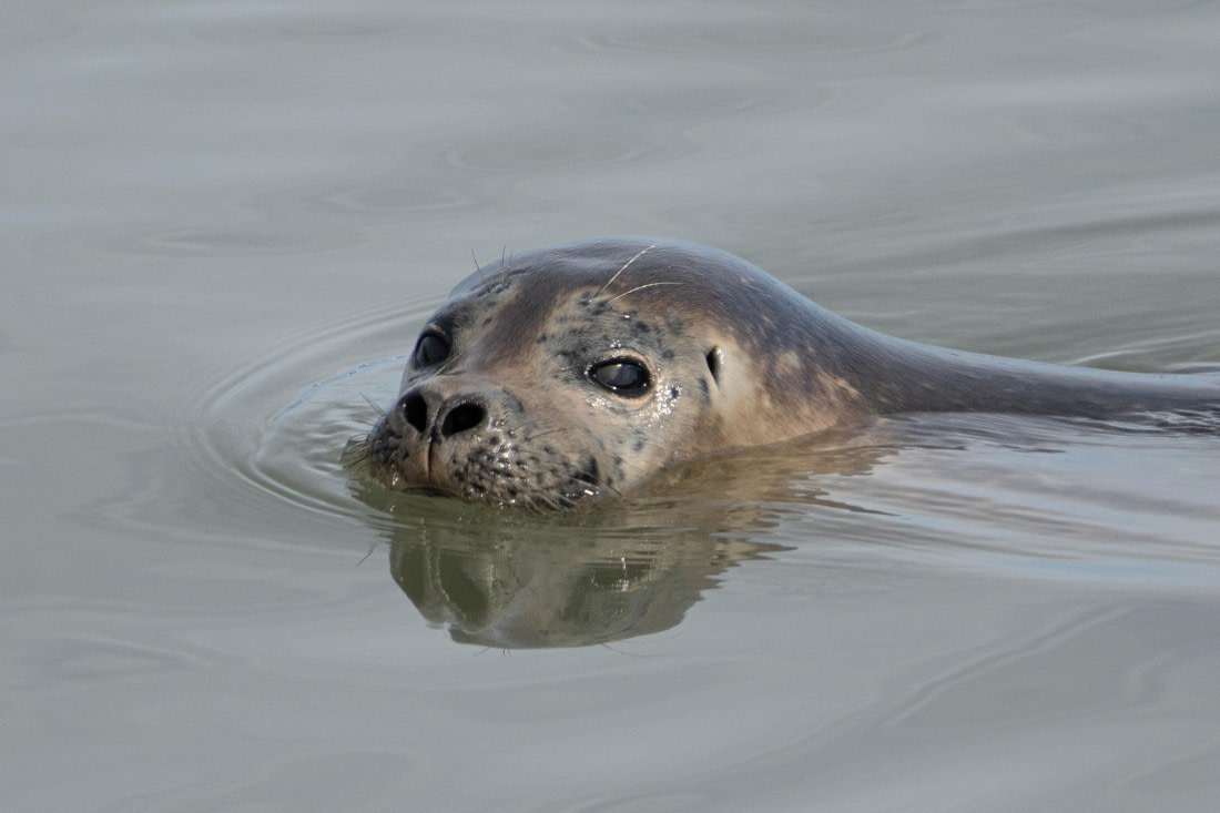 Harbor seal checking out the people