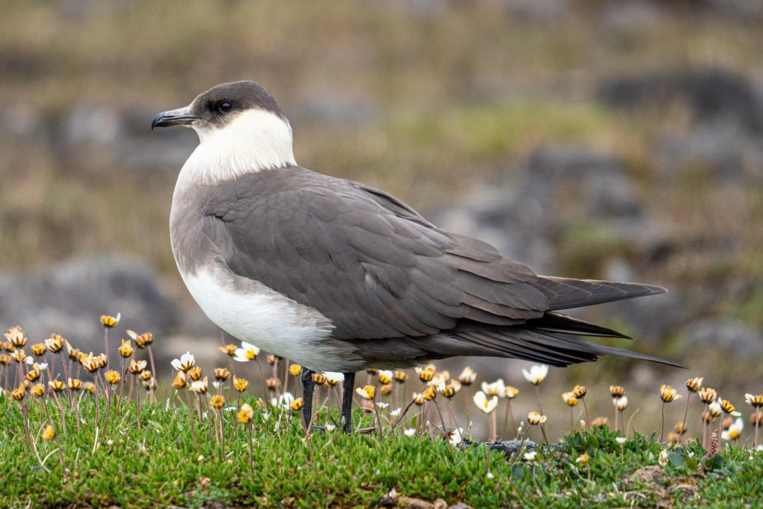 Arctic skua among wildflowers