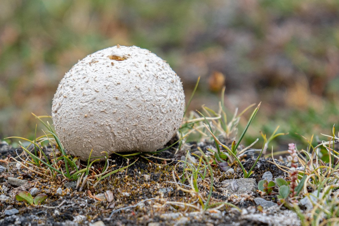 Even mushrooms grow in the Arctic