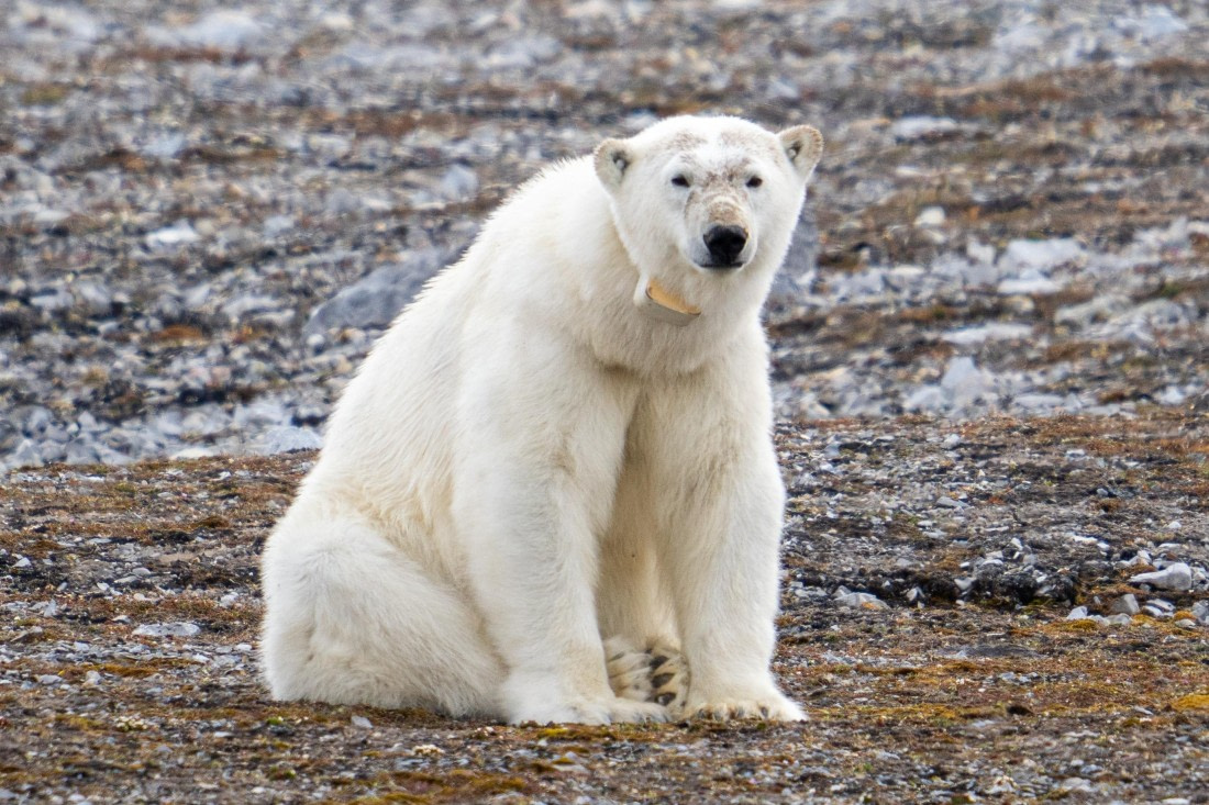 Polar bear with GPS collar