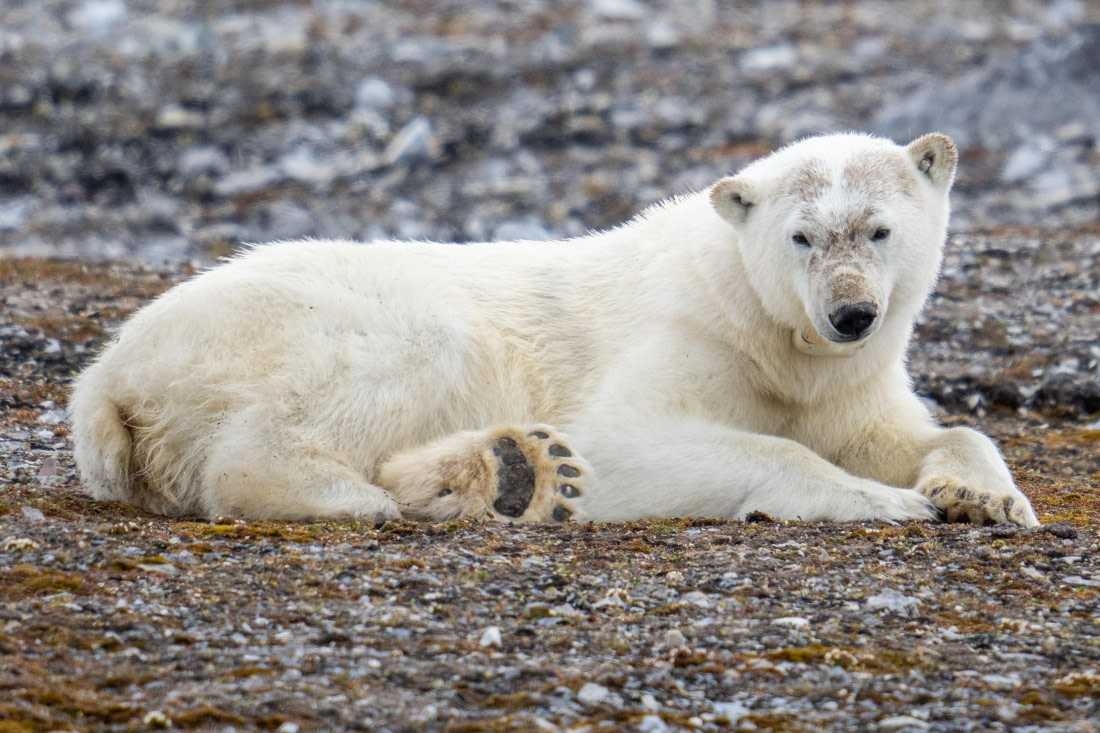 Polar bear relaxing
