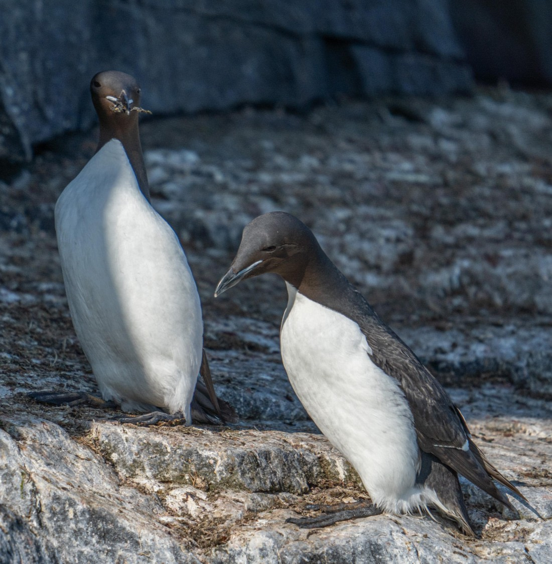 Guillemot with a gift