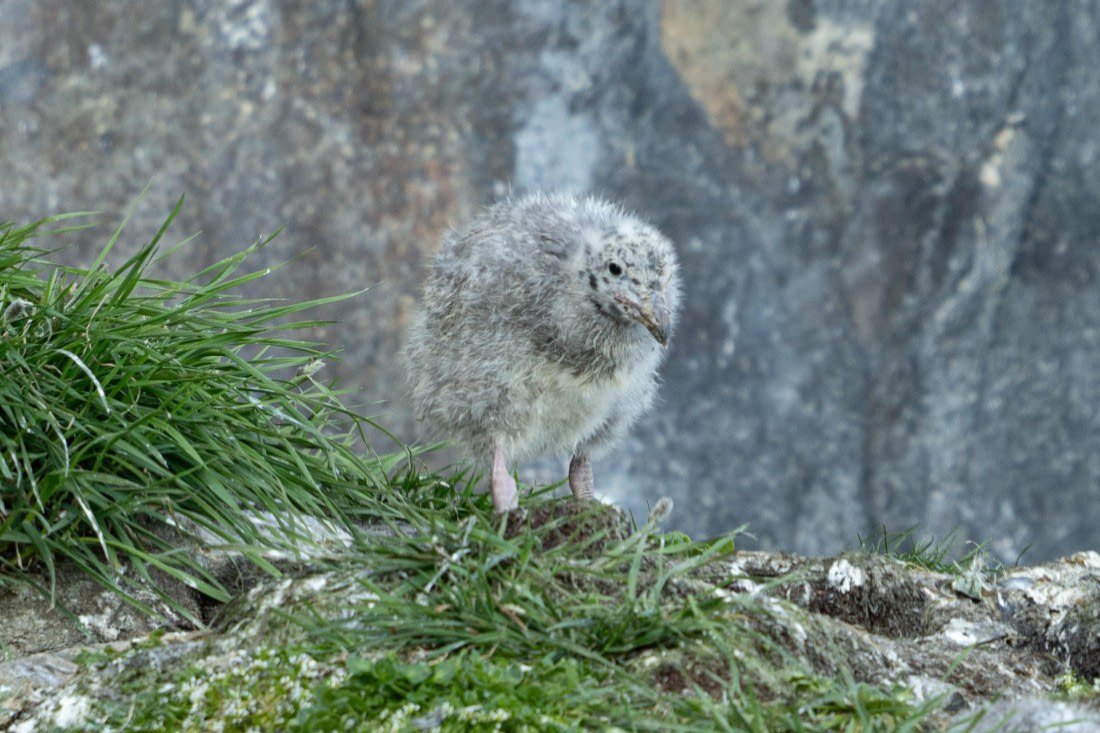 A glaucous chick
