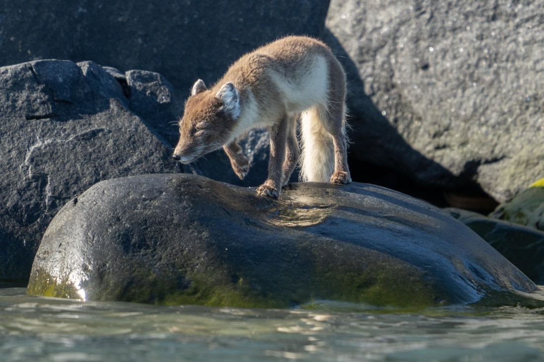 Fox takes a drink
