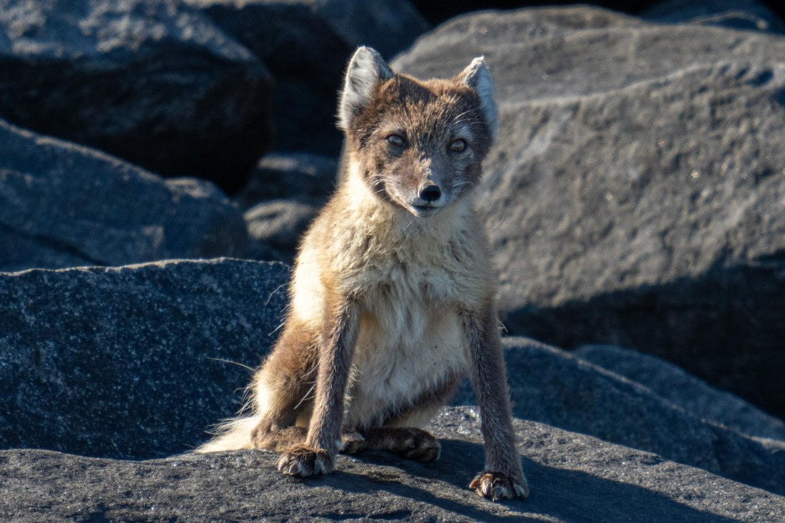 Arctic fox