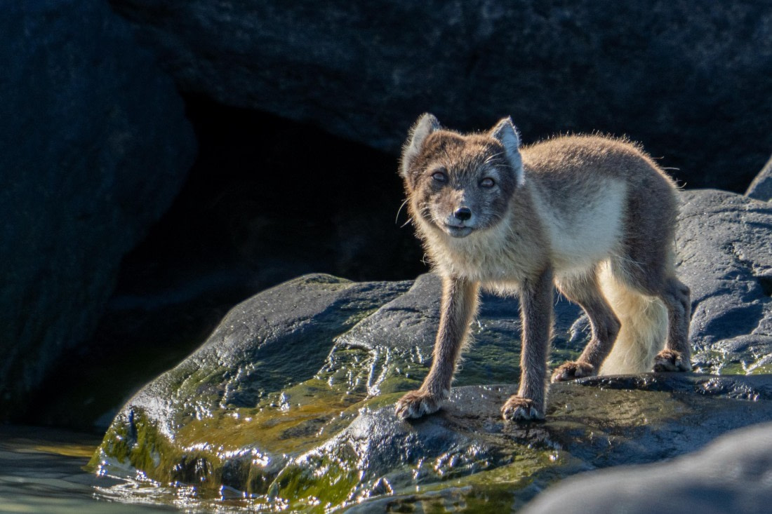 Beautiful fox
