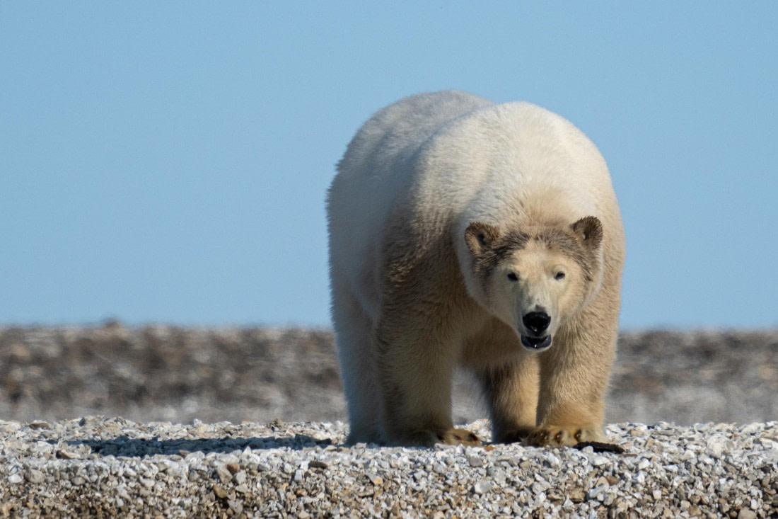 Polar bear intensity