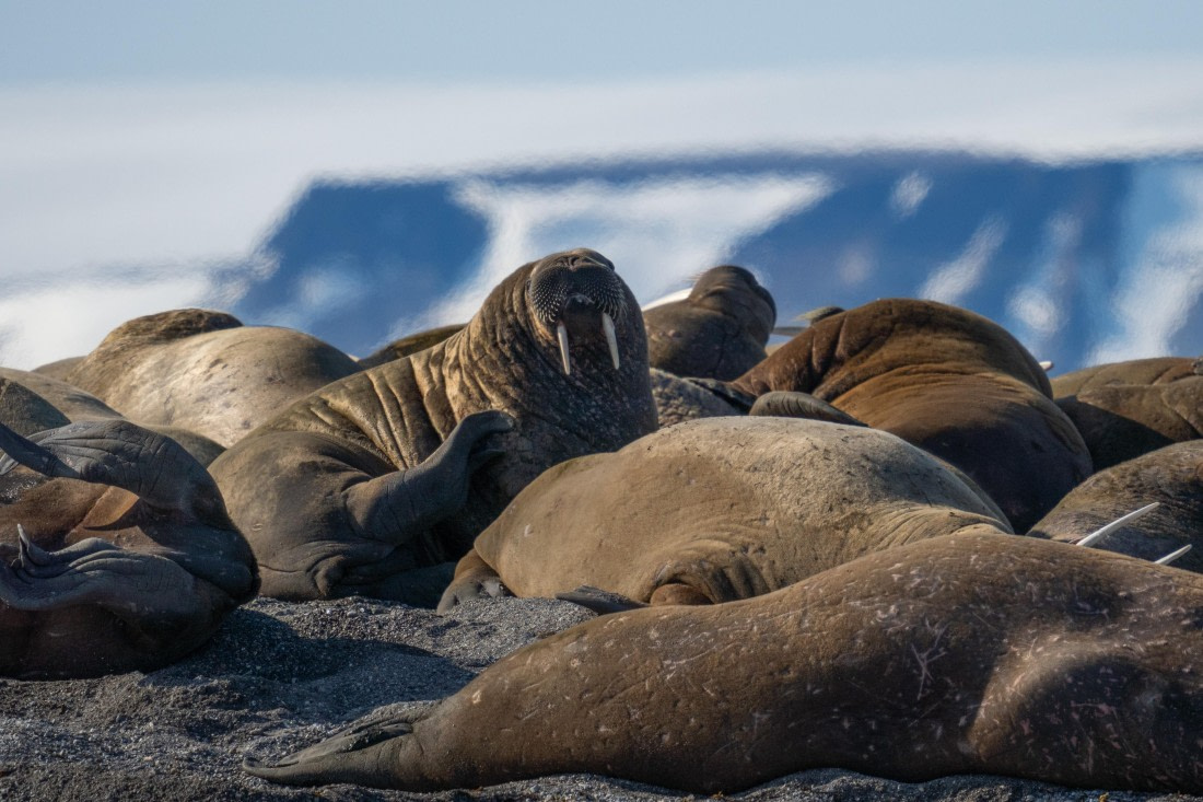 Walruses in the golden light