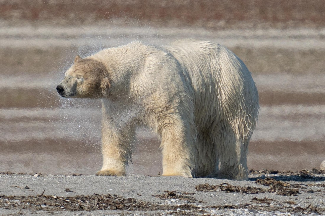 Polar shake