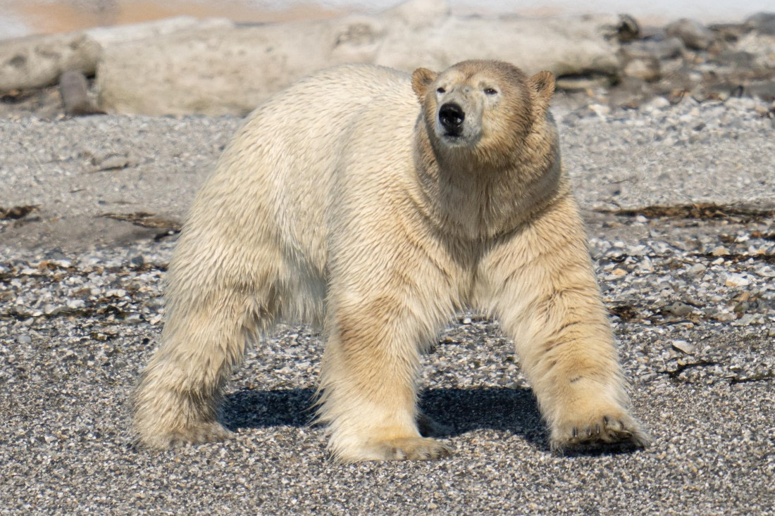 Wet bear