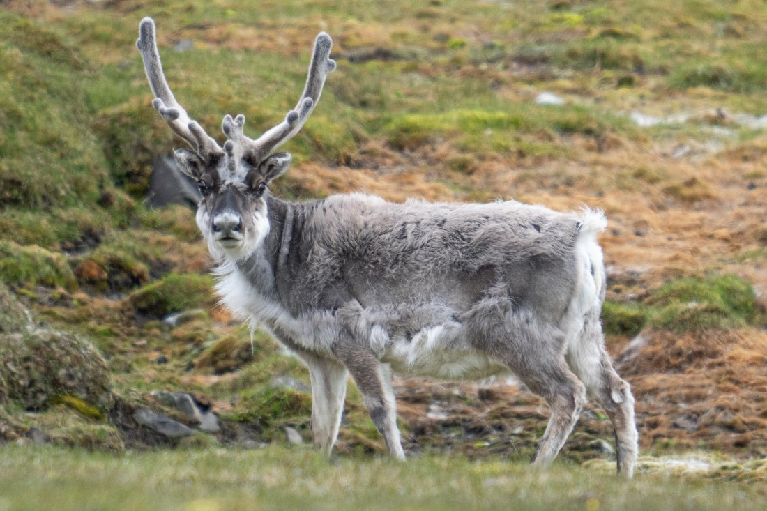 Reindeer in the tundra