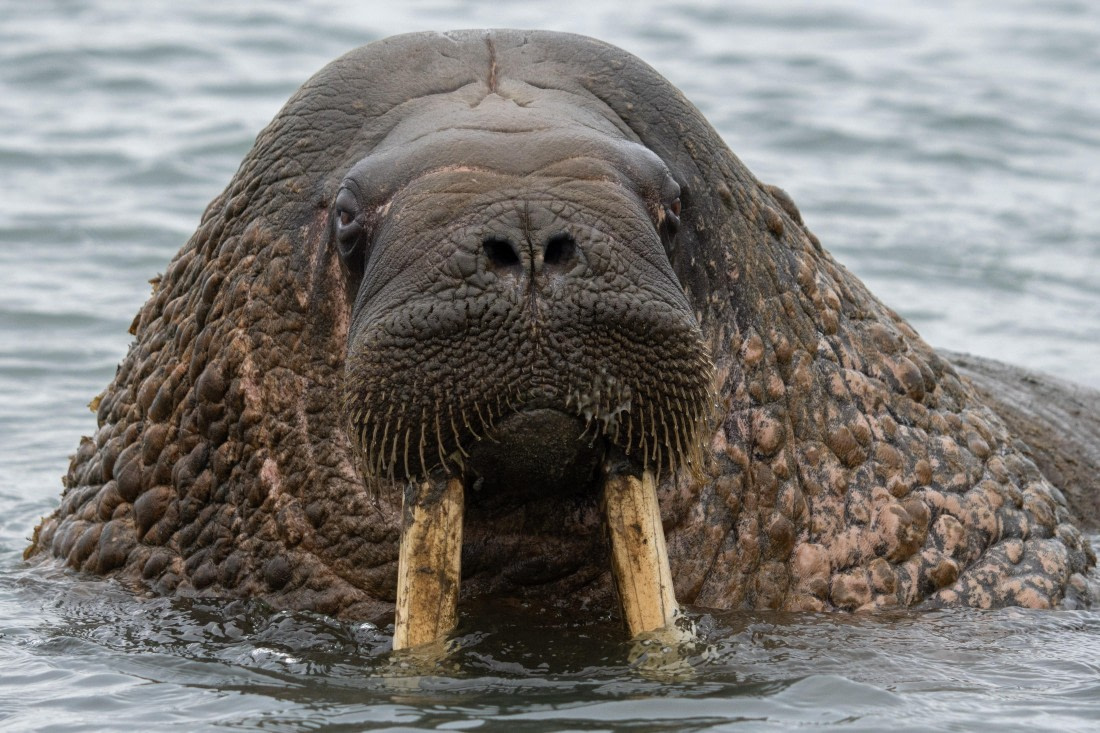 Portrait of a walrus