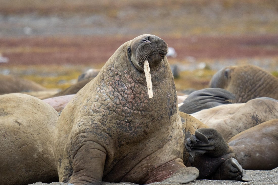 One-tusked walrus