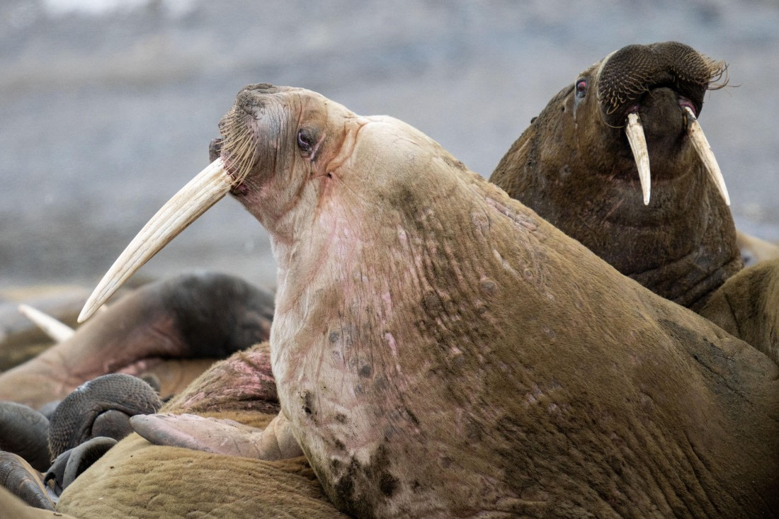 Make room for walrus