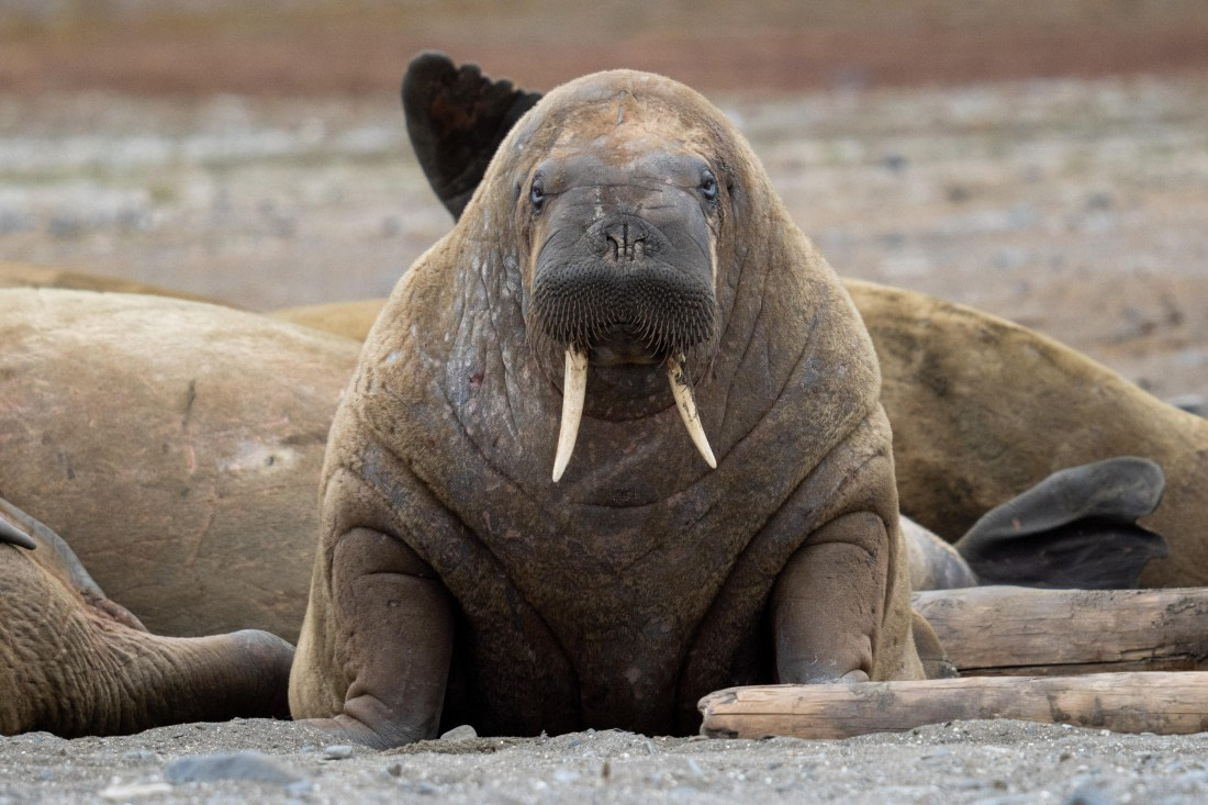 Snaggle tooth