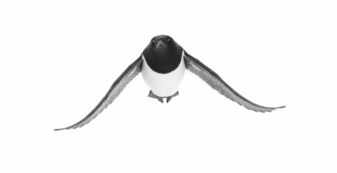 Little Auk