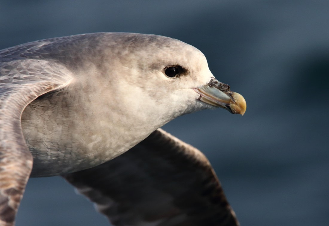 Blue Fulmar