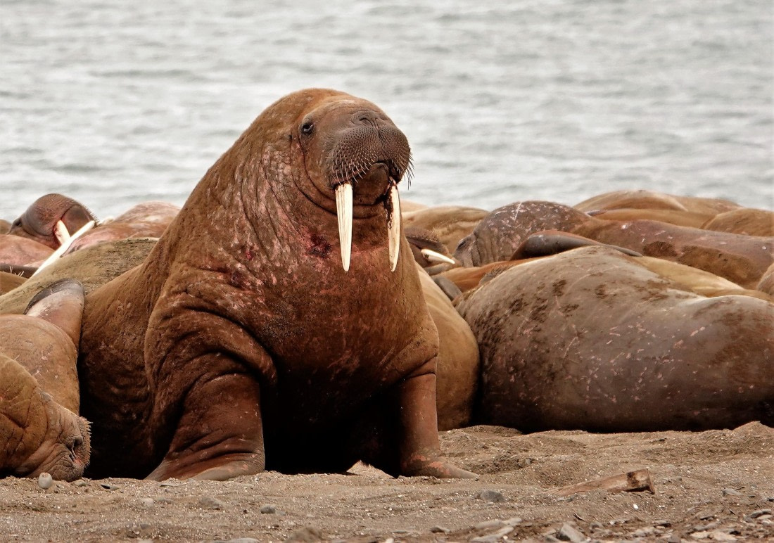 Walrus