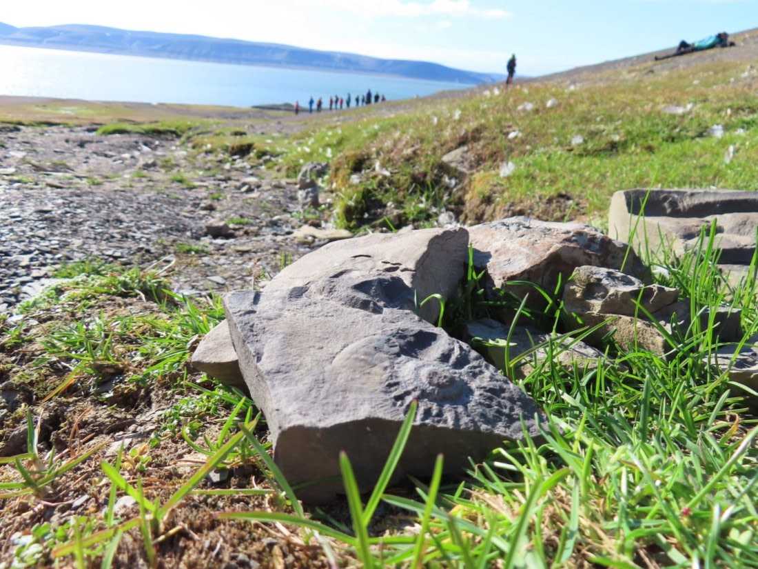 Ammonite fossils