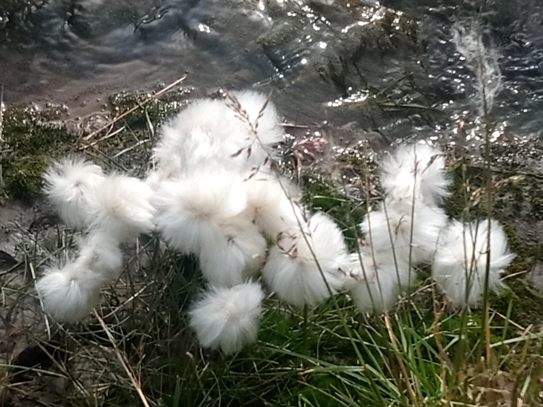 Arctic Flowers