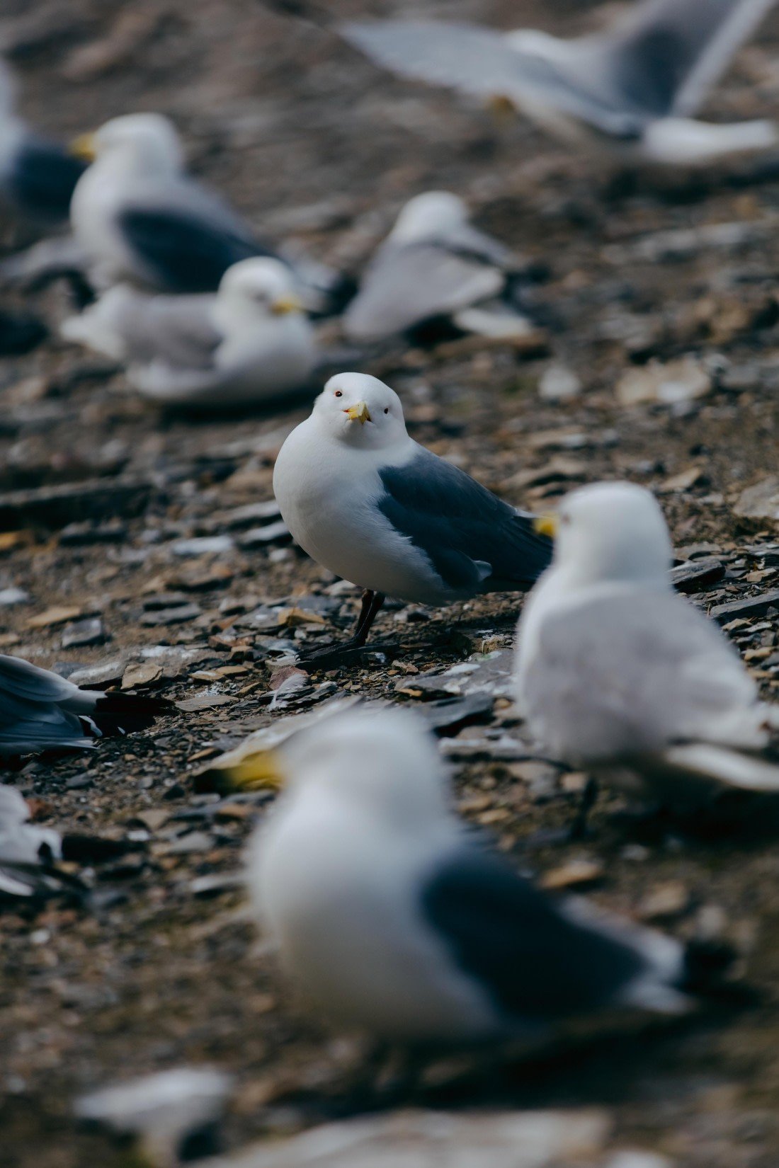 Kittiwakes