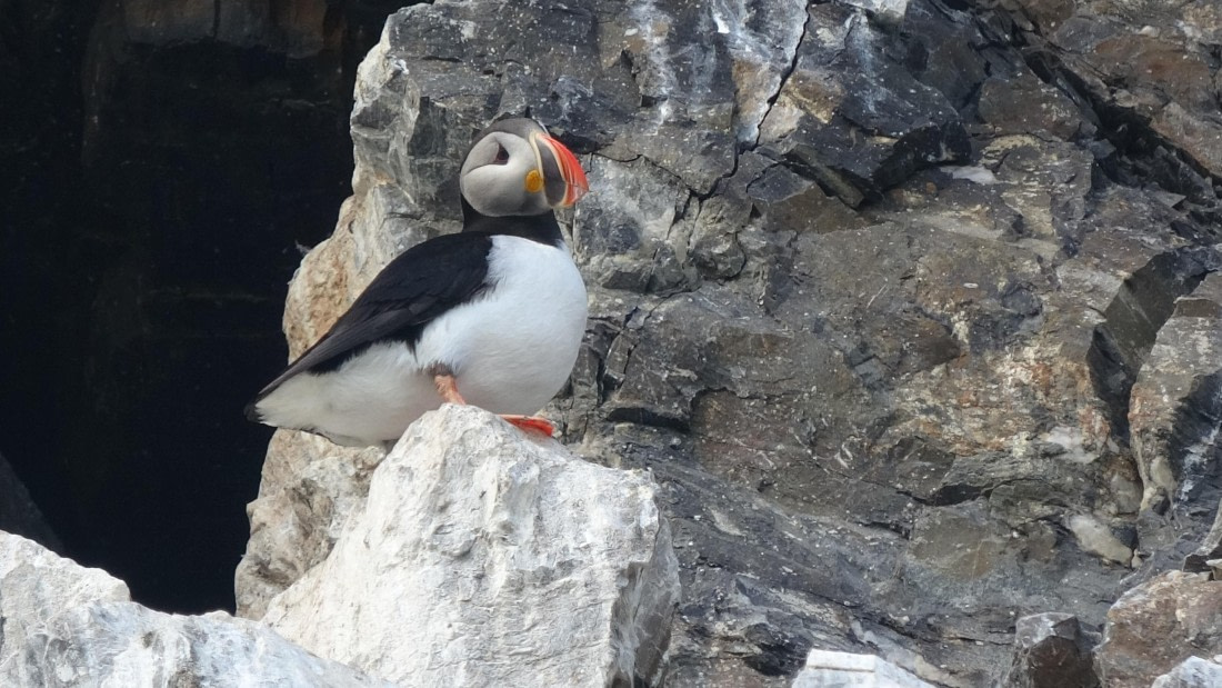 Puffin