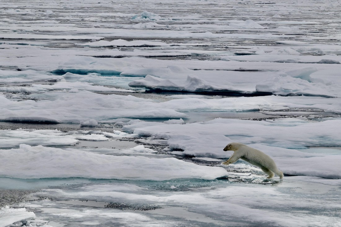 Polar bear jumping