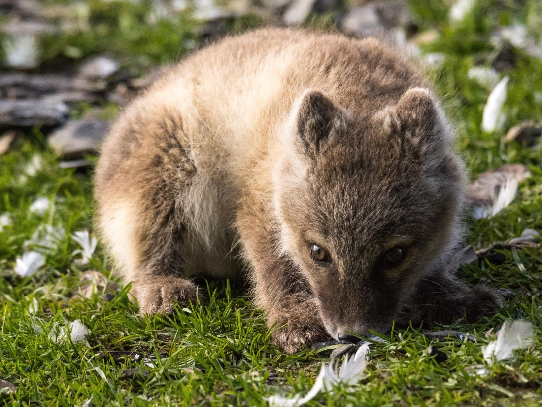 Arctic fox