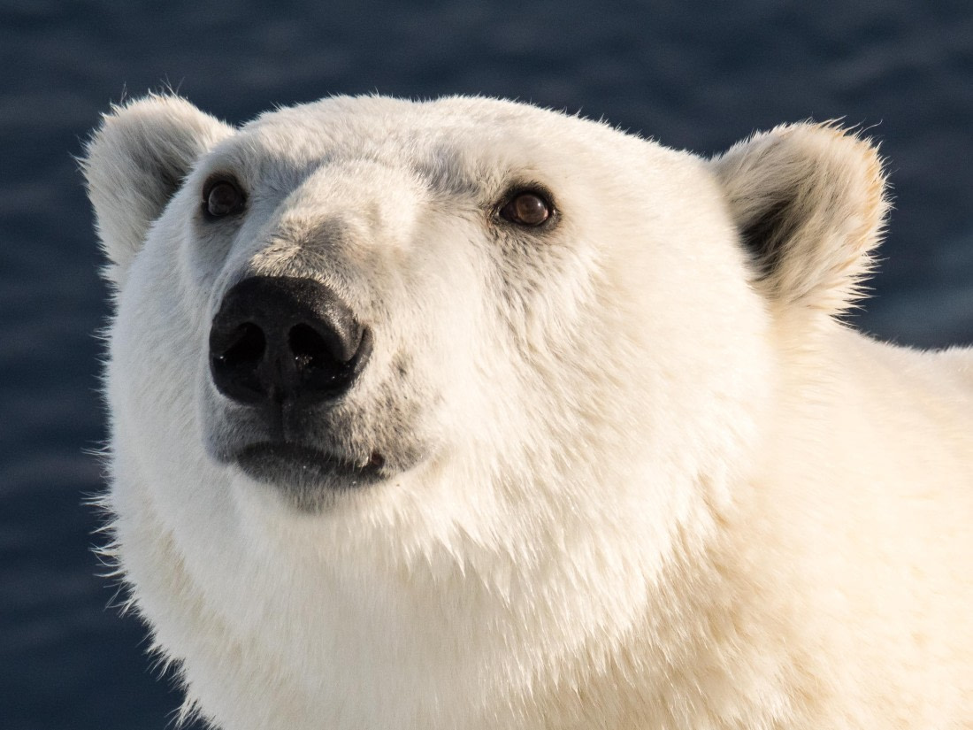 Close up polar bear